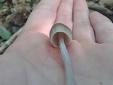 Mycena alcalina image