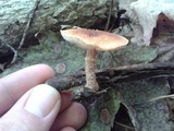 Cystoderma amianthinum image