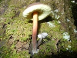 Boletellus chrysenteroides image