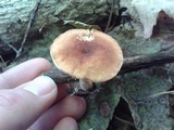 Cystoderma amianthinum image