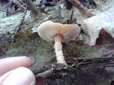 Cystoderma amianthinum image