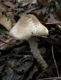Lepiota magnispora image