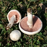 Agaricus andrewii image