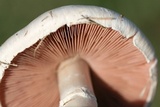 Agaricus andrewii image
