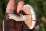 Agaricus andrewii image