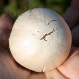 Agaricus andrewii image
