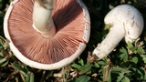 Agaricus andrewii image