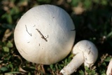 Agaricus andrewii image