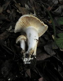 Hygrocybe pratensis image