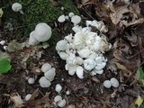 Entoloma abortivum image
