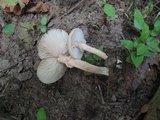 Armillaria solidipes image