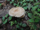 Armillaria solidipes image