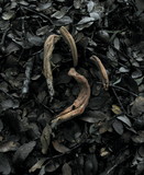 Clavariadelphus occidentalis image