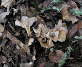 Clitocybe salmonilamella image