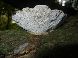 Daedalea quercina image