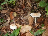 Lepiota magnispora image