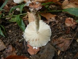 Lepiota magnispora image