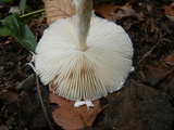 Lepiota magnispora image