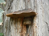 Phellinus robiniae image