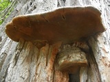 Phellinus robiniae image