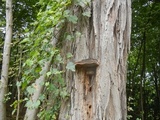 Phellinus robiniae image