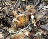 Cortinarius glutinosoarmillatus image