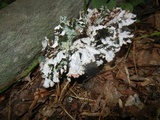 Platismatia tuckermanii image