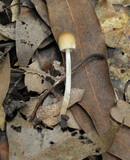 Coprinellus impatiens image