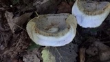 Gyroporus cyanescens image