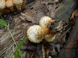 Pholiota squarrosoides image