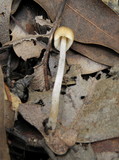 Coprinellus impatiens image