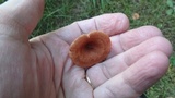 Lactarius oculatus image