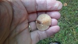 Lactarius oculatus image
