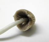 Coprinellus impatiens image