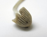Coprinellus impatiens image