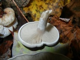 Entoloma abortivum image