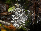 Collybia tuberosa image