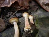 Armillaria gallica image