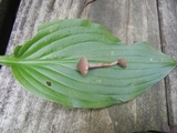 Melanophyllum haematospermum image