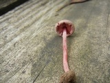 Melanophyllum haematospermum image