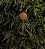 Galerina clavata image
