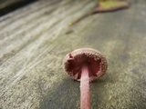 Melanophyllum haematospermum image