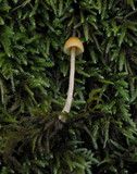 Galerina clavata image