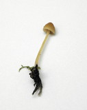 Galerina clavata image