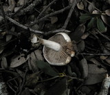 Hebeloma crustuliniforme image