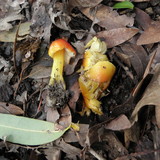 Hygrocybe acutoconica image