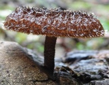 Lentinus berteroi image