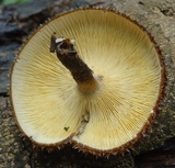 Lentinus berteroi image