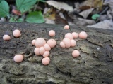 Lycogala epidendrum image