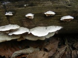 Gloeoporus dichrous image